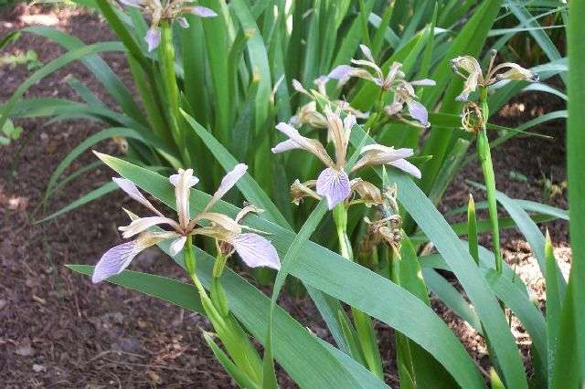  Image name: iris2.jpg 
 width: 640 pixel 
 height: 426 pixel 
 Size: 51610 bytes 
 Click to enlarge 